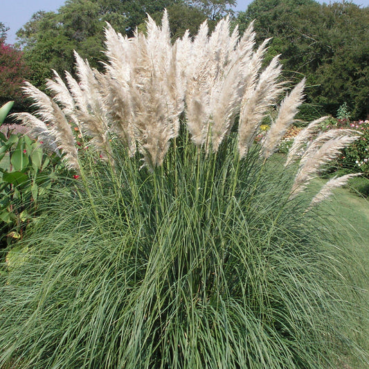 Cortaderia Pumila (12cm)
