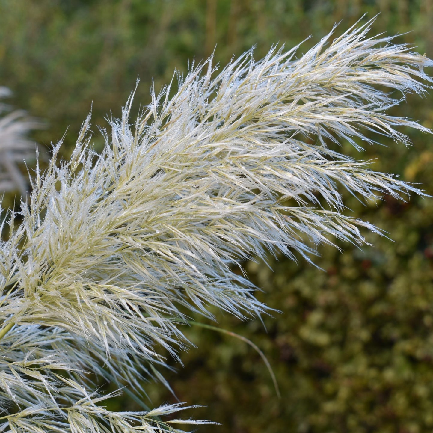Cortaderia Pumila (12cm)