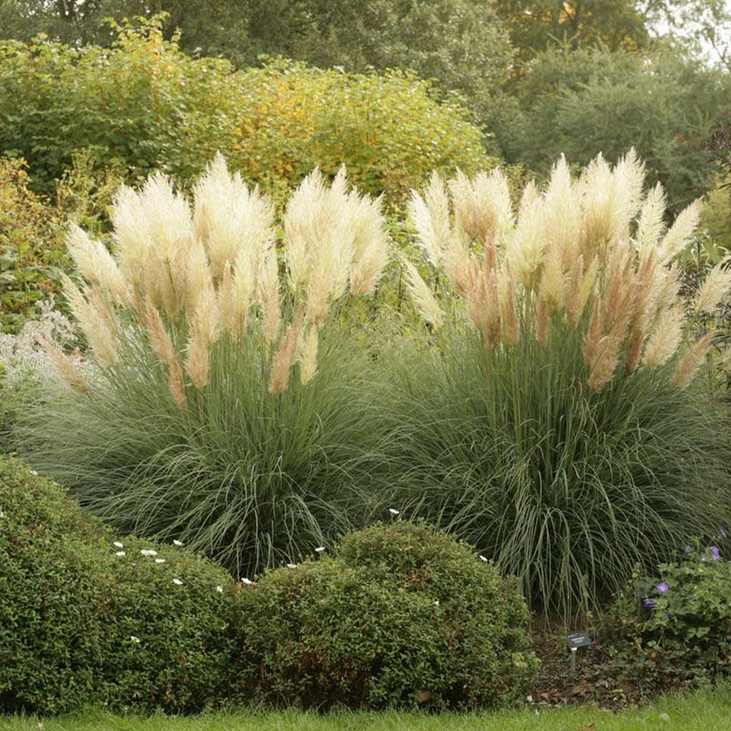 Cortaderia Pumila (12cm)