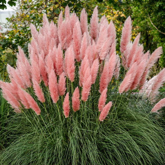 Cortaderia Rosea (12cm)