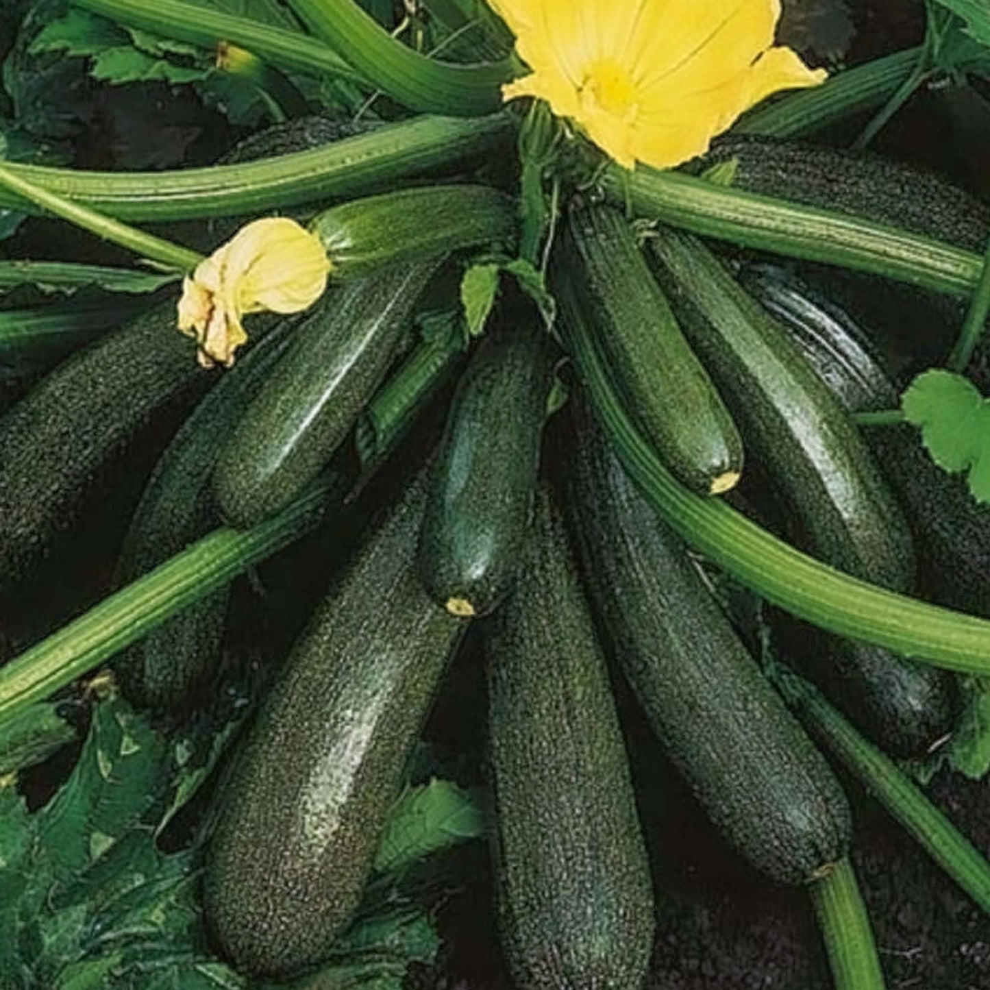 Courgette - Ambassador