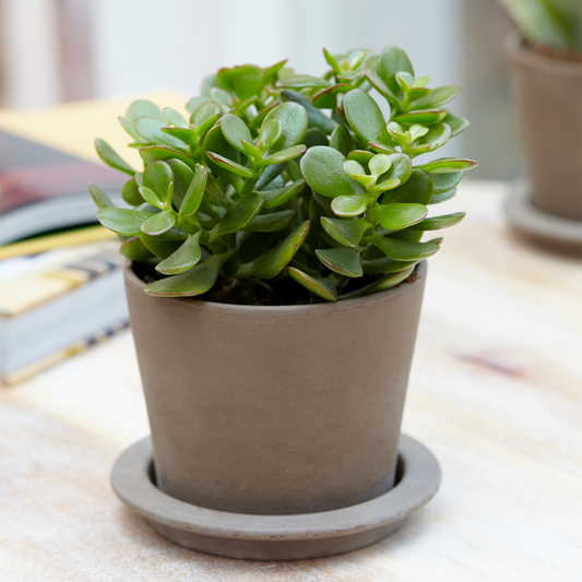 Crassula ovata (12cm, V1)