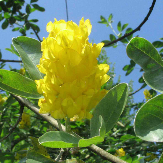 Cytisus Yellow Tail Tree (12L, 5-6ft)