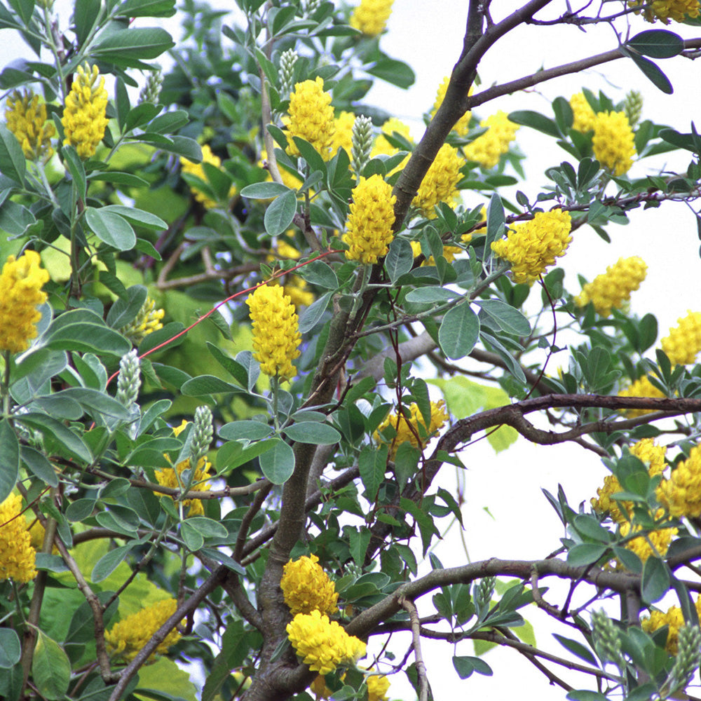 Cytisus Yellow Tail Tree (12L, 5-6ft)