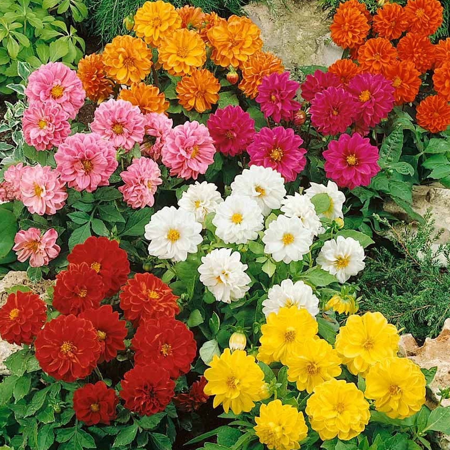 Bedding Plants - Dahlia Figaro Mix (6 Pack)
