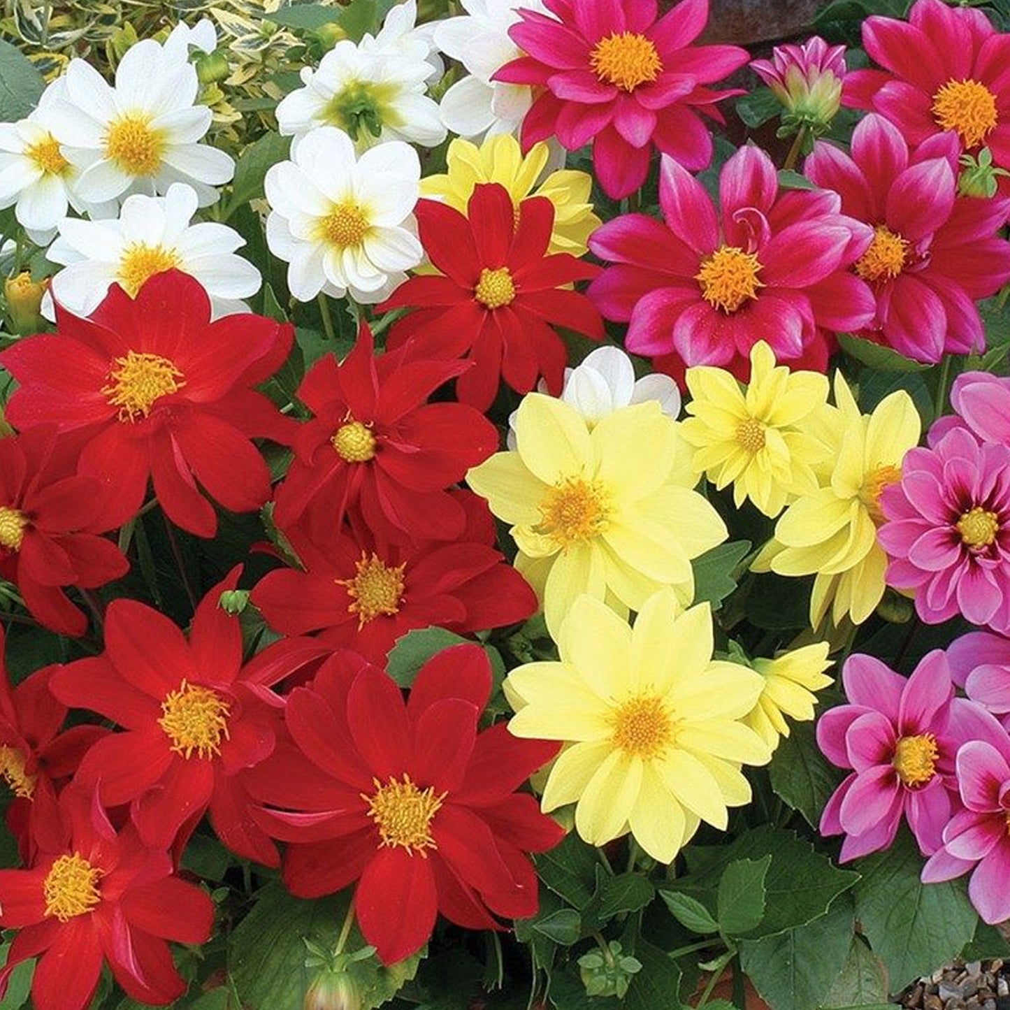 Bedding Plants - Dahlia Figaro Mix (6 Pack)