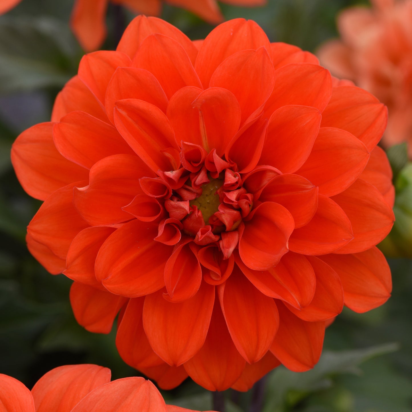 Bedding Plants - Dahlia Figaro Orange Shades (6 Pack)