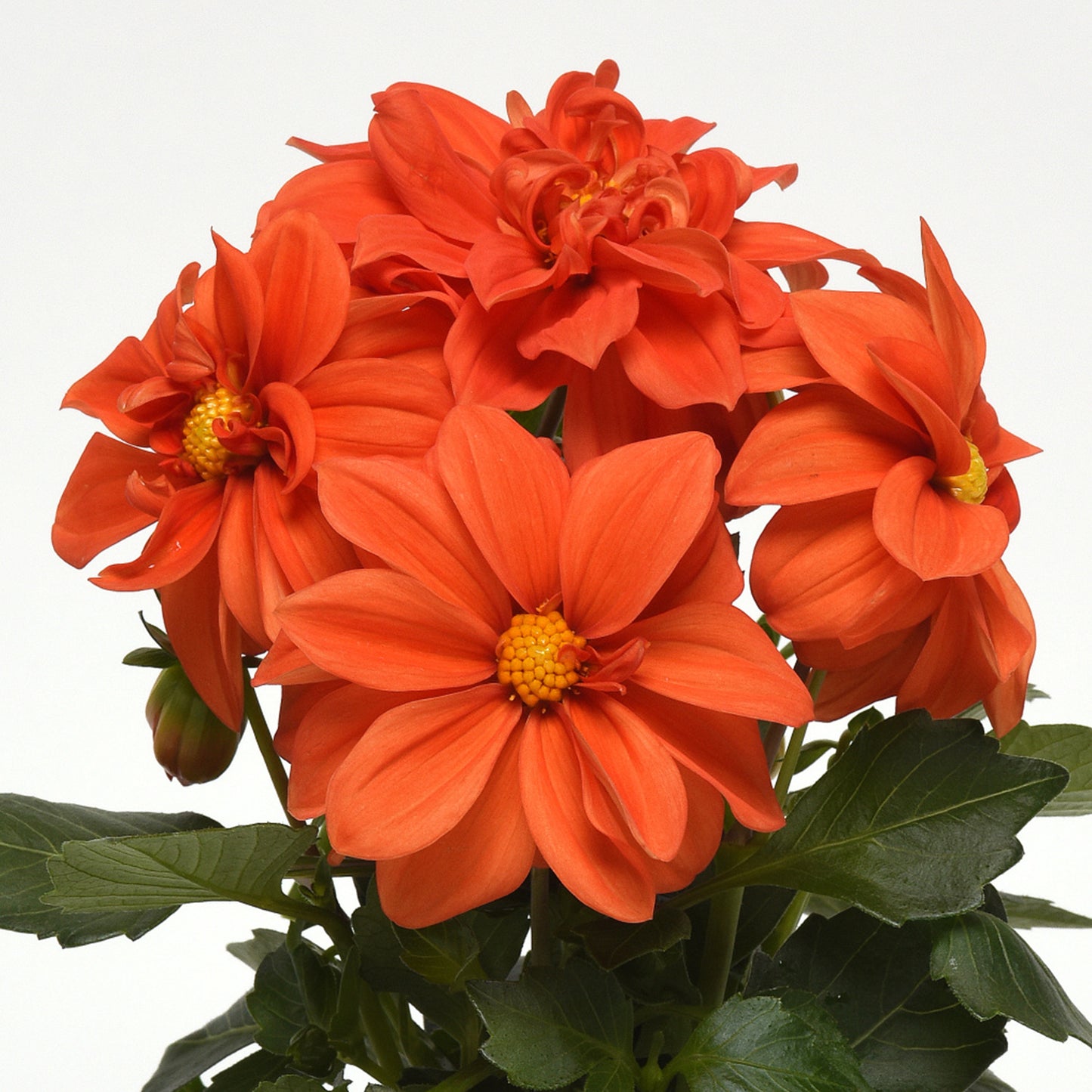Bedding Plants - Dahlia Figaro Orange Shades (6 Pack)