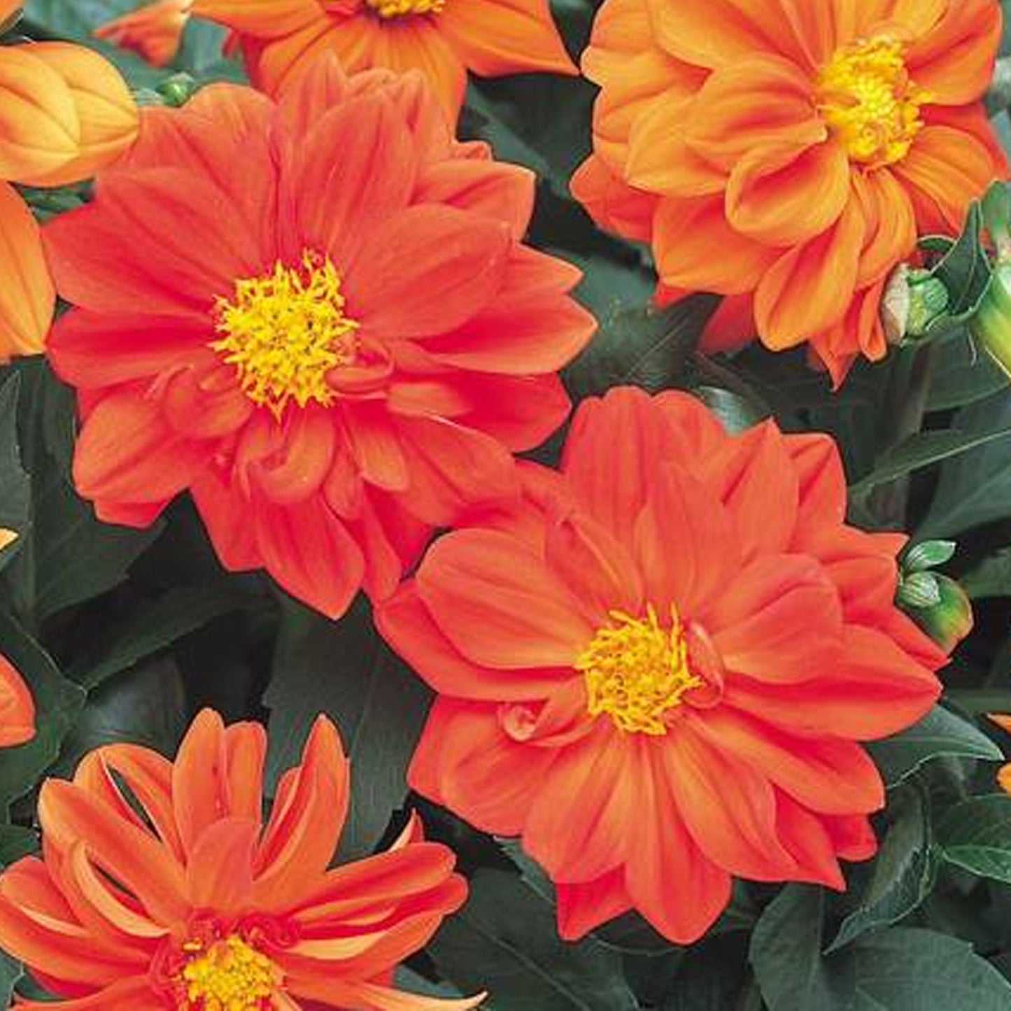 Bedding Plants - Dahlia Figaro Orange Shades (6 Pack)