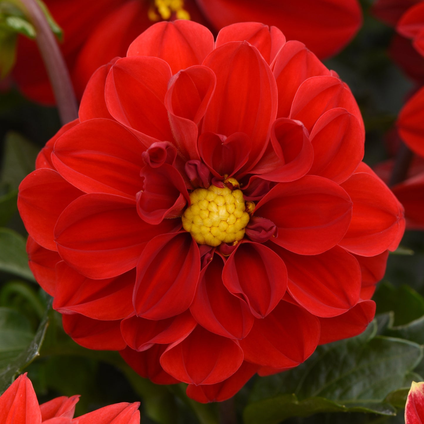 Bedding Plants - Dahlia Figaro Red Shades (6 Pack)