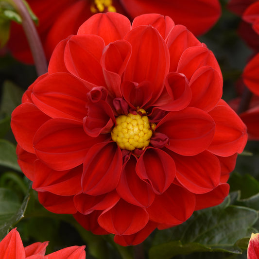Bedding Plants - Dahlia Figaro Red Shades (6 Pack)