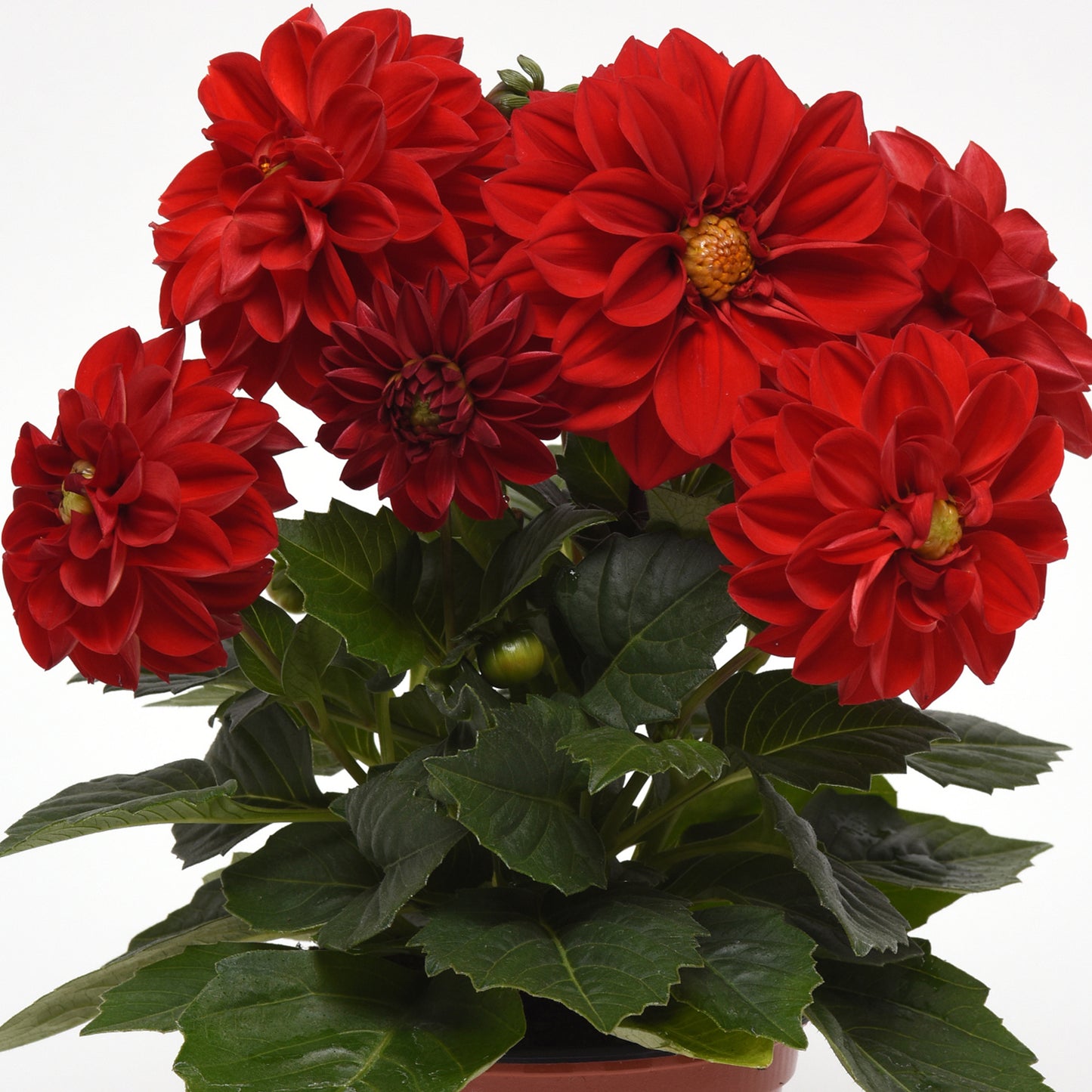 Bedding Plants - Dahlia Figaro Red Shades (6 Pack)