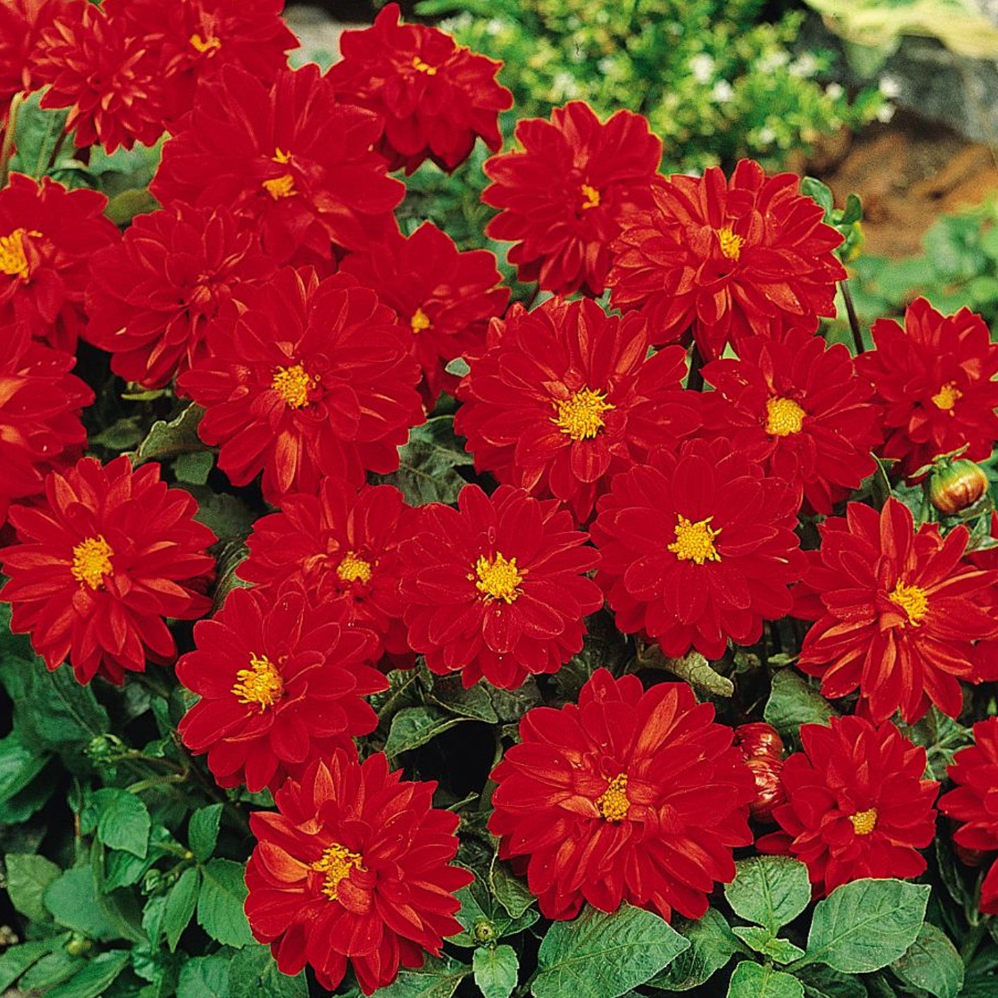Bedding Plants - Dahlia Figaro Red Shades (6 Pack)