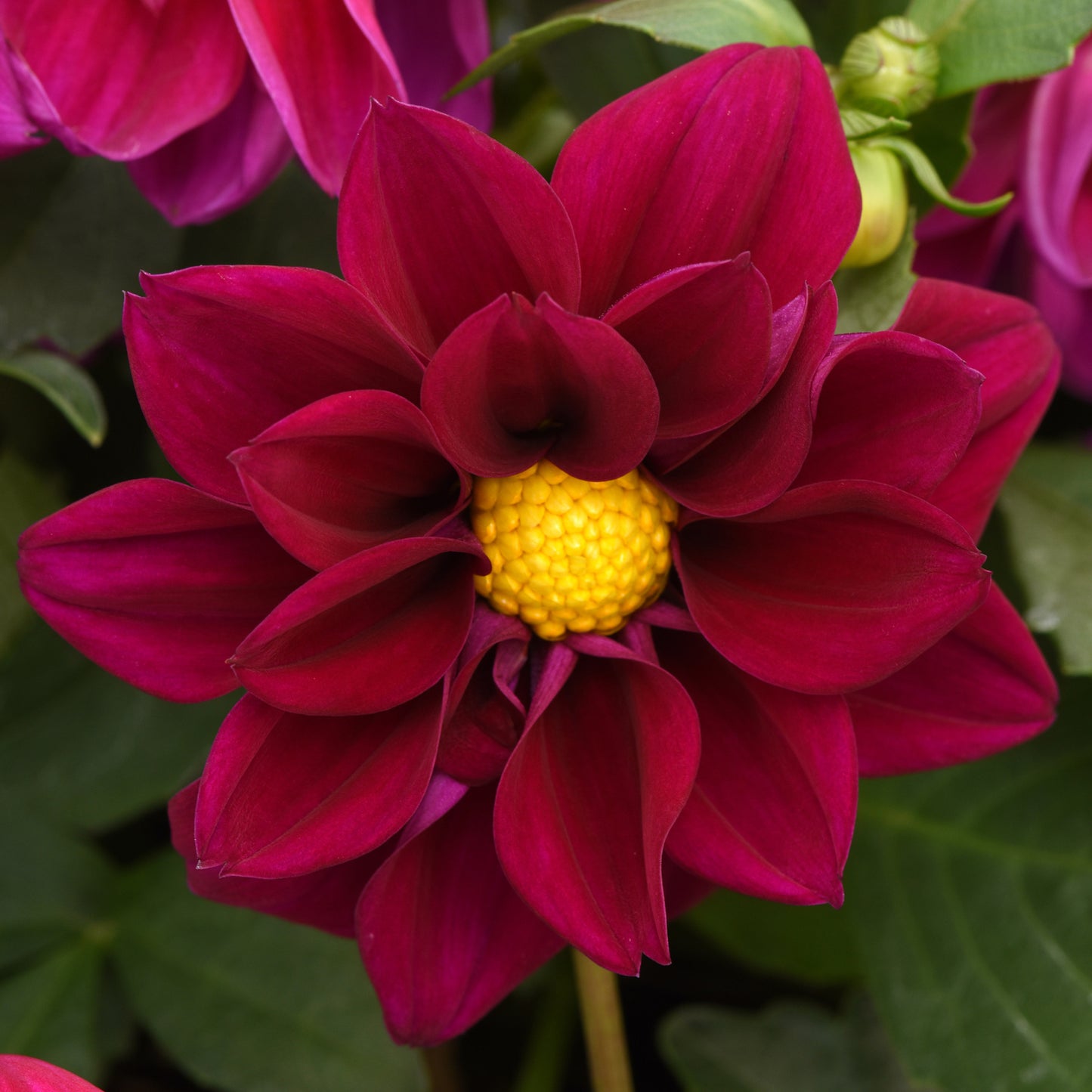 Bedding Plants - Dahlia Figaro Violet Shades (6 Pack)