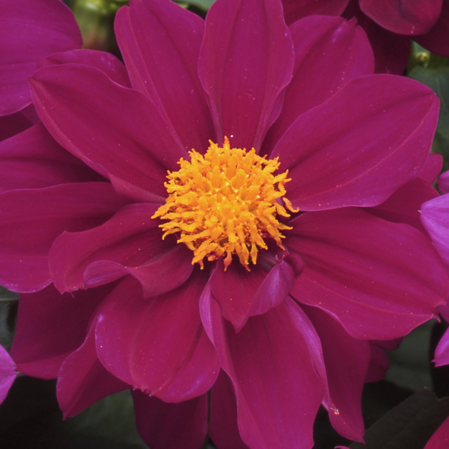 Bedding Plants - Dahlia Figaro Violet Shades (6 Pack)