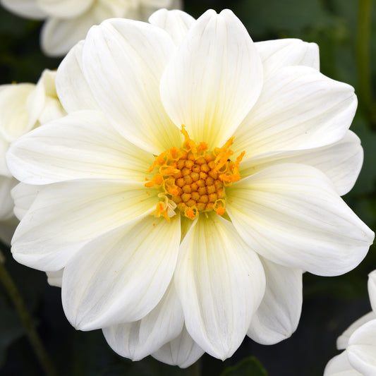 Bedding Plants - Dahlia Figaro White Shades (6 Pack)