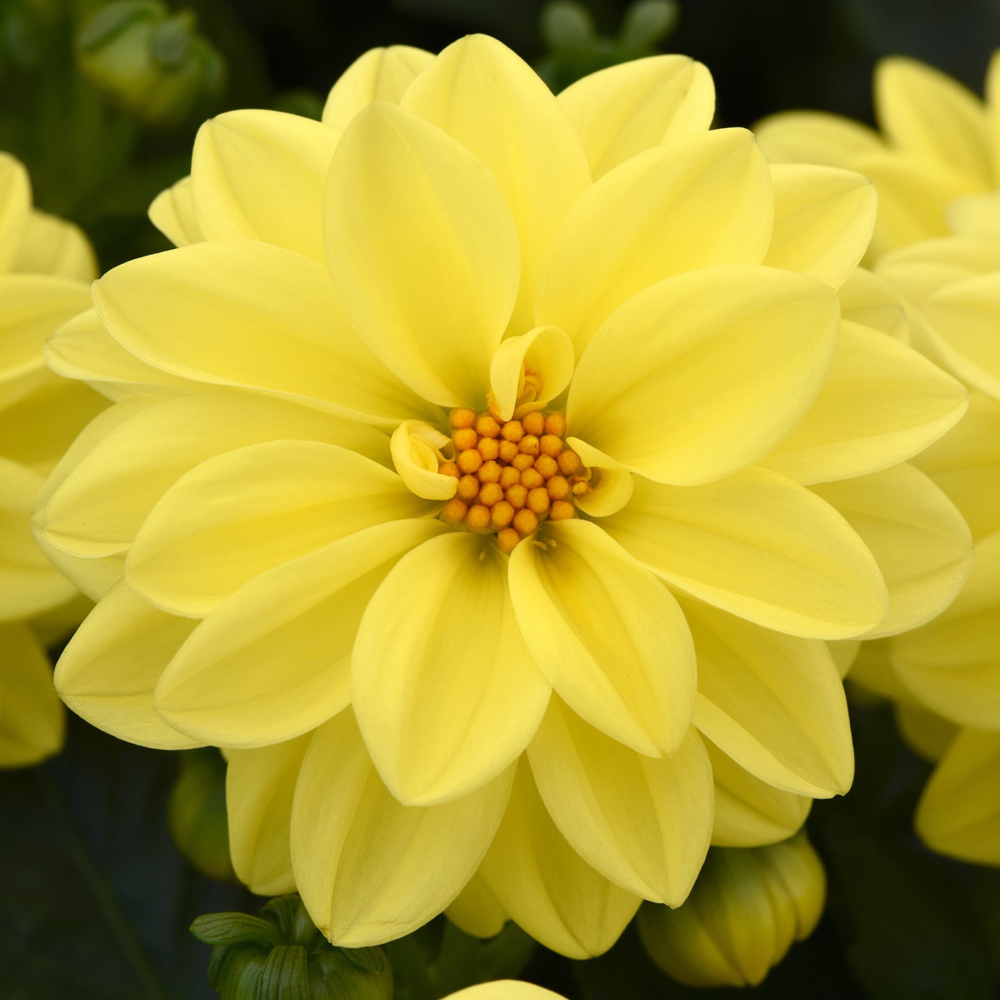 Bedding Plants - Dahlia Figaro Yellow Shades (6 Pack)