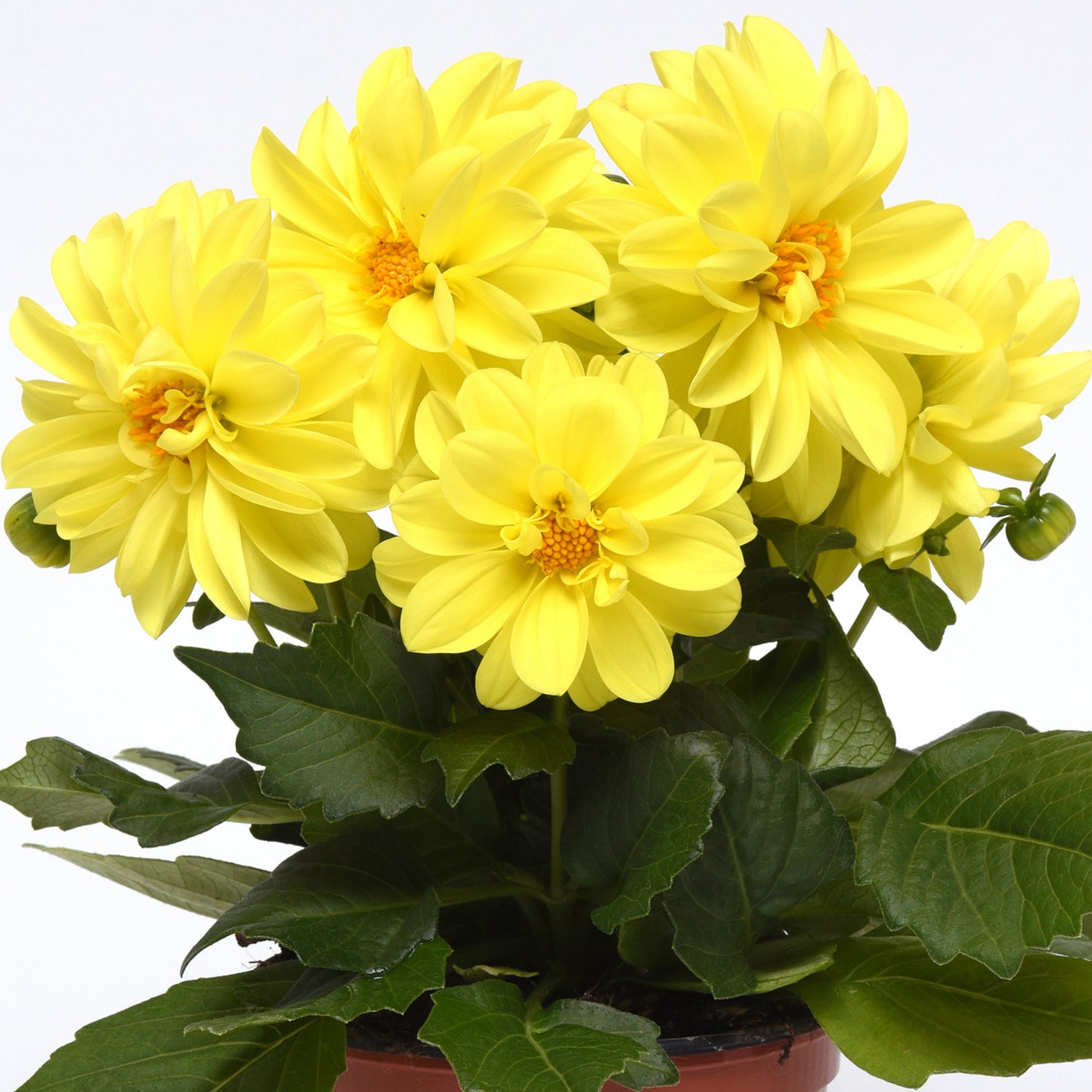 Bedding Plants - Dahlia Figaro Yellow Shades (6 Pack)