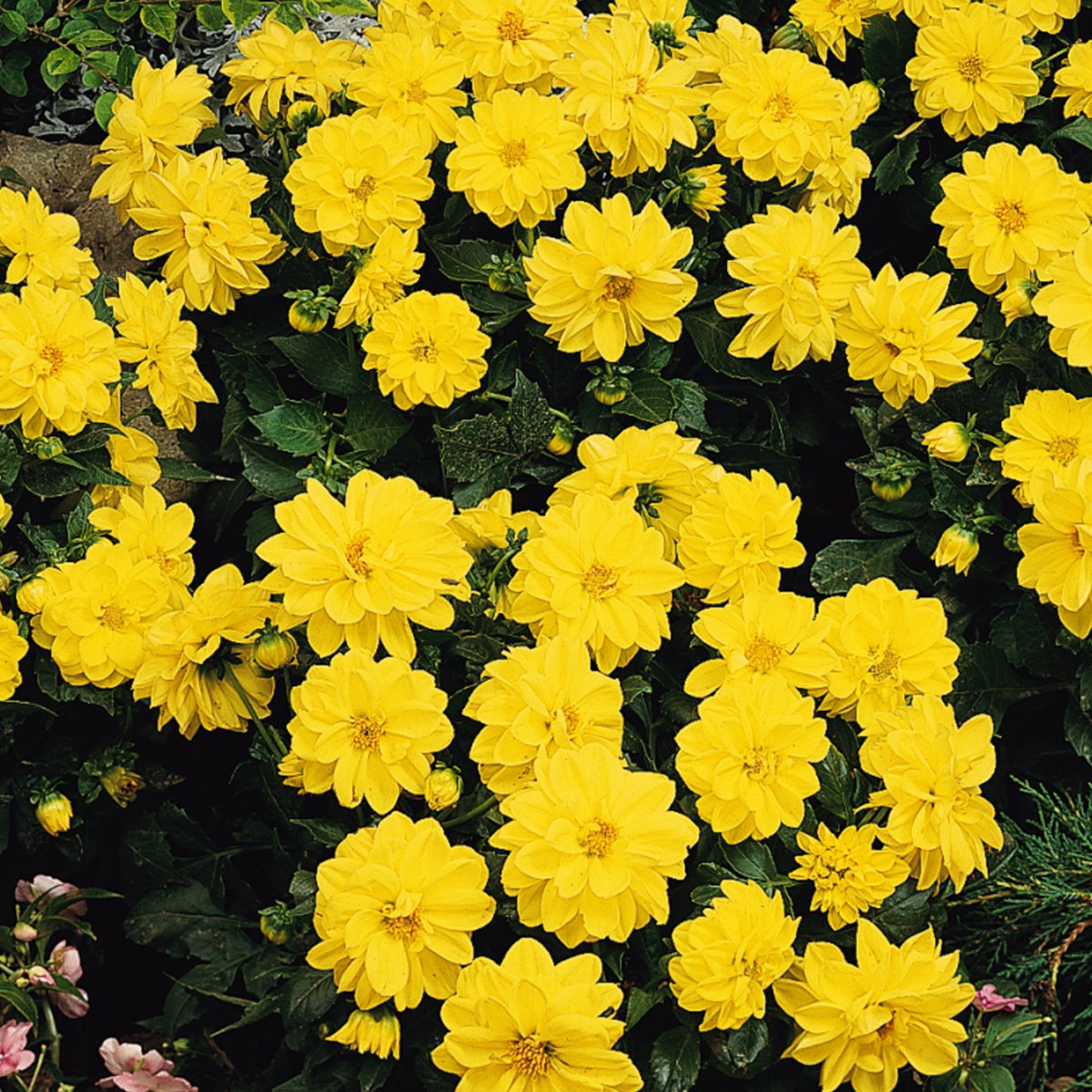 Bedding Plants - Dahlia Figaro Yellow Shades (6 Pack)