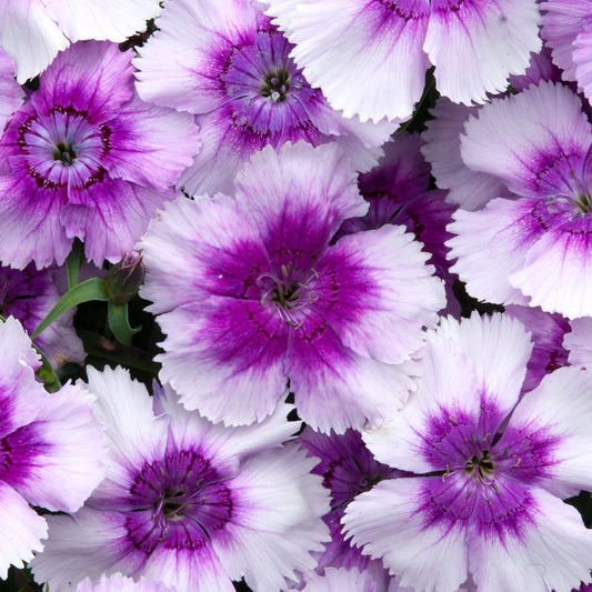 Bedding Plants - Dianthus F1 Corona Blueberry Magic (6 Pack)