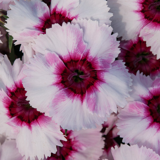 Bedding Plants - Dianthus F1 Corona Iceberry Magic (6 Pack)
