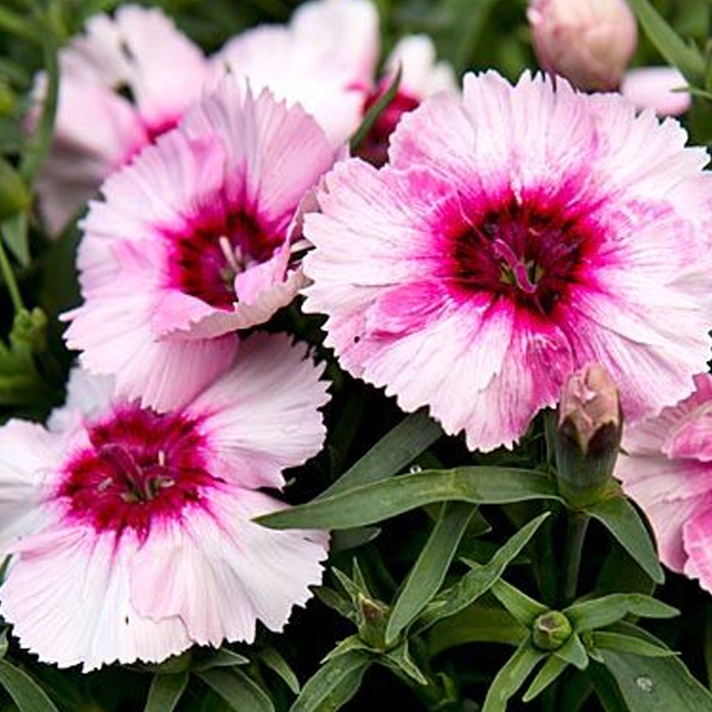 Bedding Plants - Dianthus F1 Corona Iceberry Magic (6 Pack)