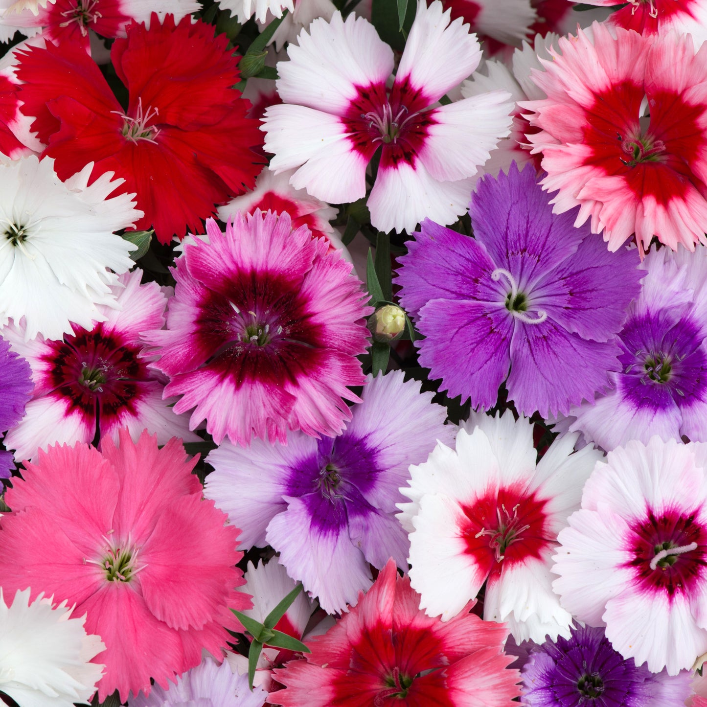 Bedding Plants - Dianthus F1 Corona Mixed (6 Pack)