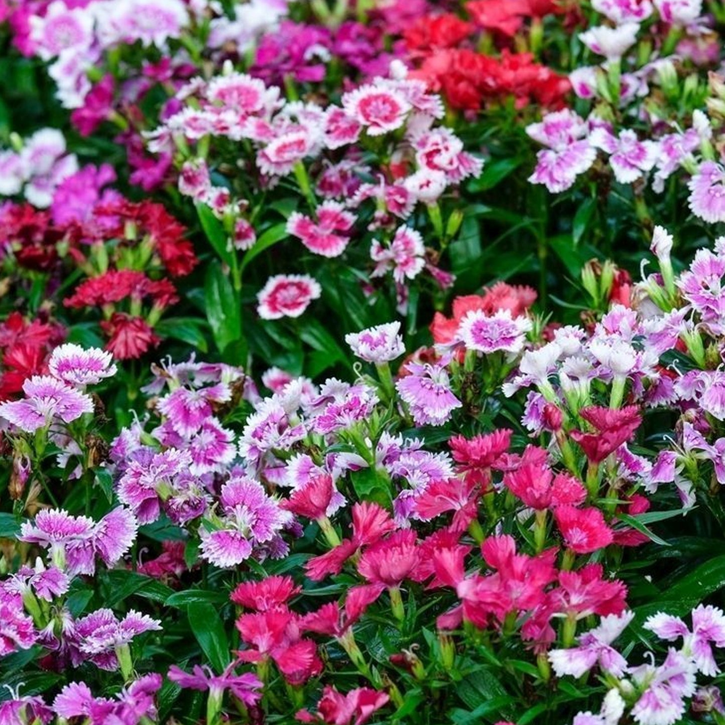 Bedding Plants - Dianthus F1 Corona Mixed (6 Pack)