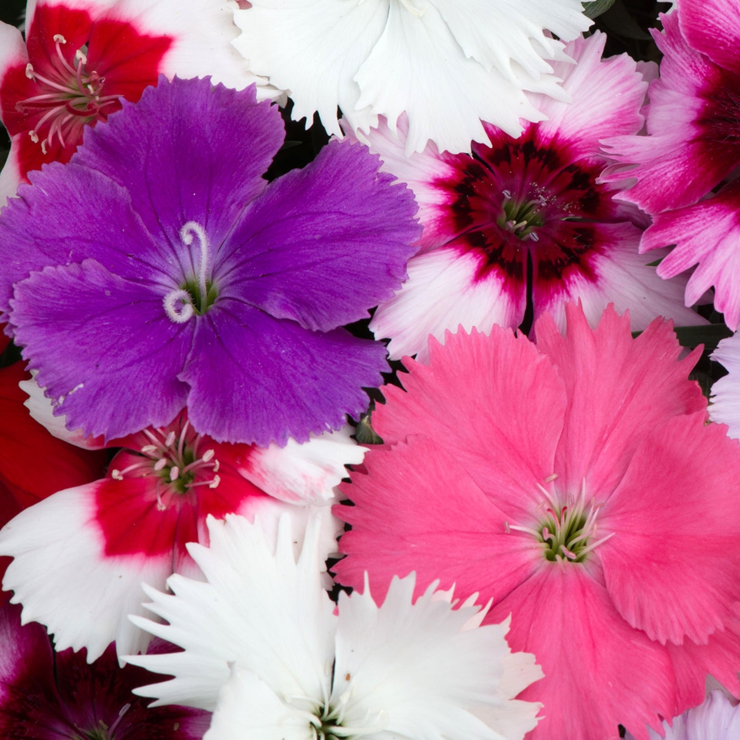 Bedding Plants - Dianthus F1 Corona Mixed (6 Pack)