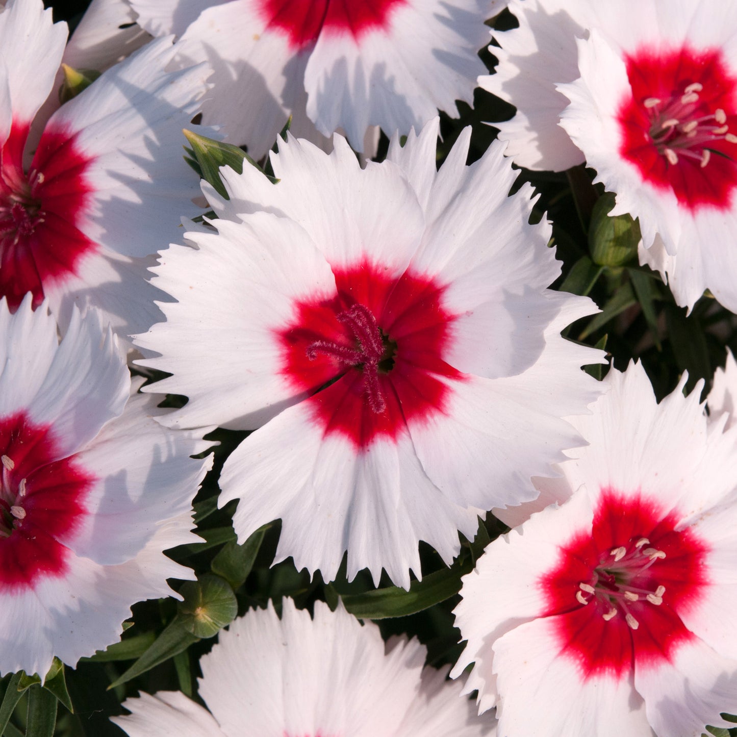 Bedding Plants - Dianthus F1 Corona Peppermint Magic (6 Pack)