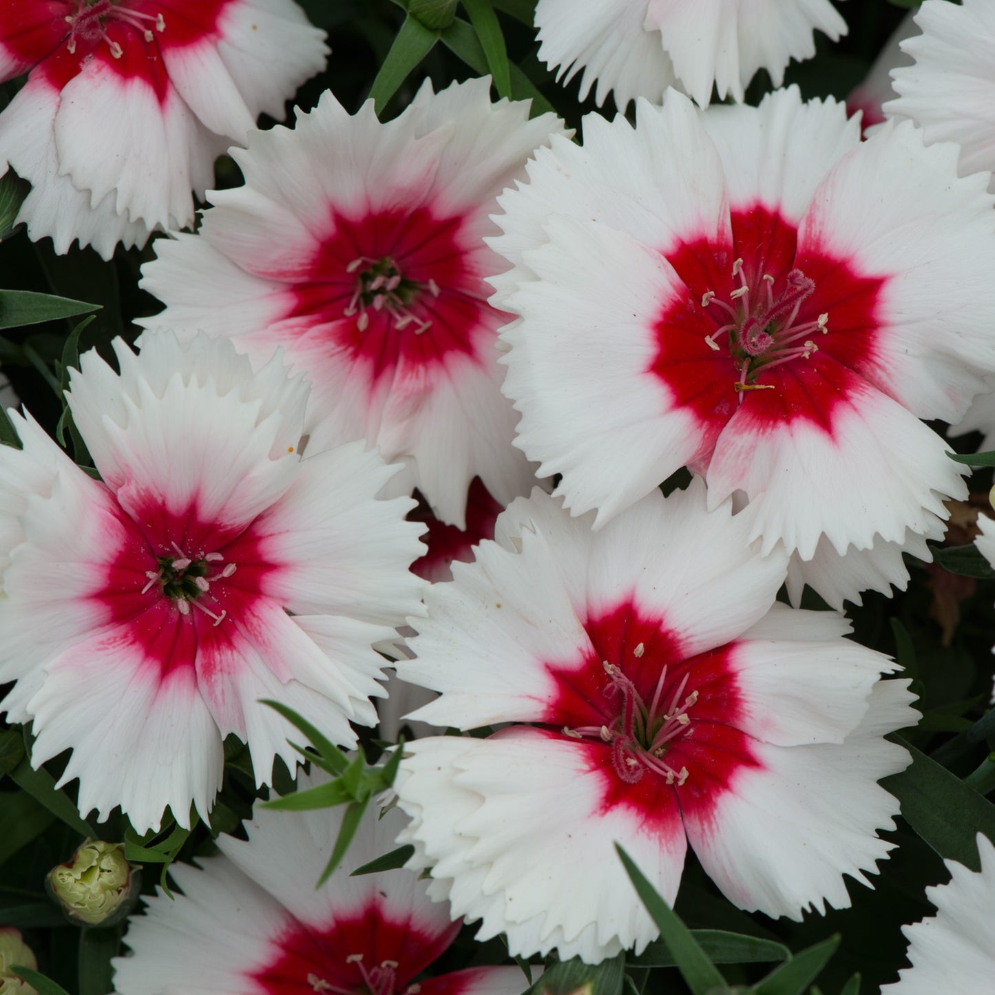 Bedding Plants - Dianthus F1 Corona Peppermint Magic (6 Pack)