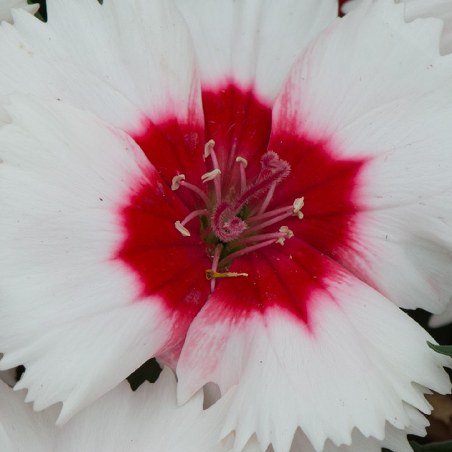 Bedding Plants - Dianthus F1 Corona Peppermint Magic (6 Pack)