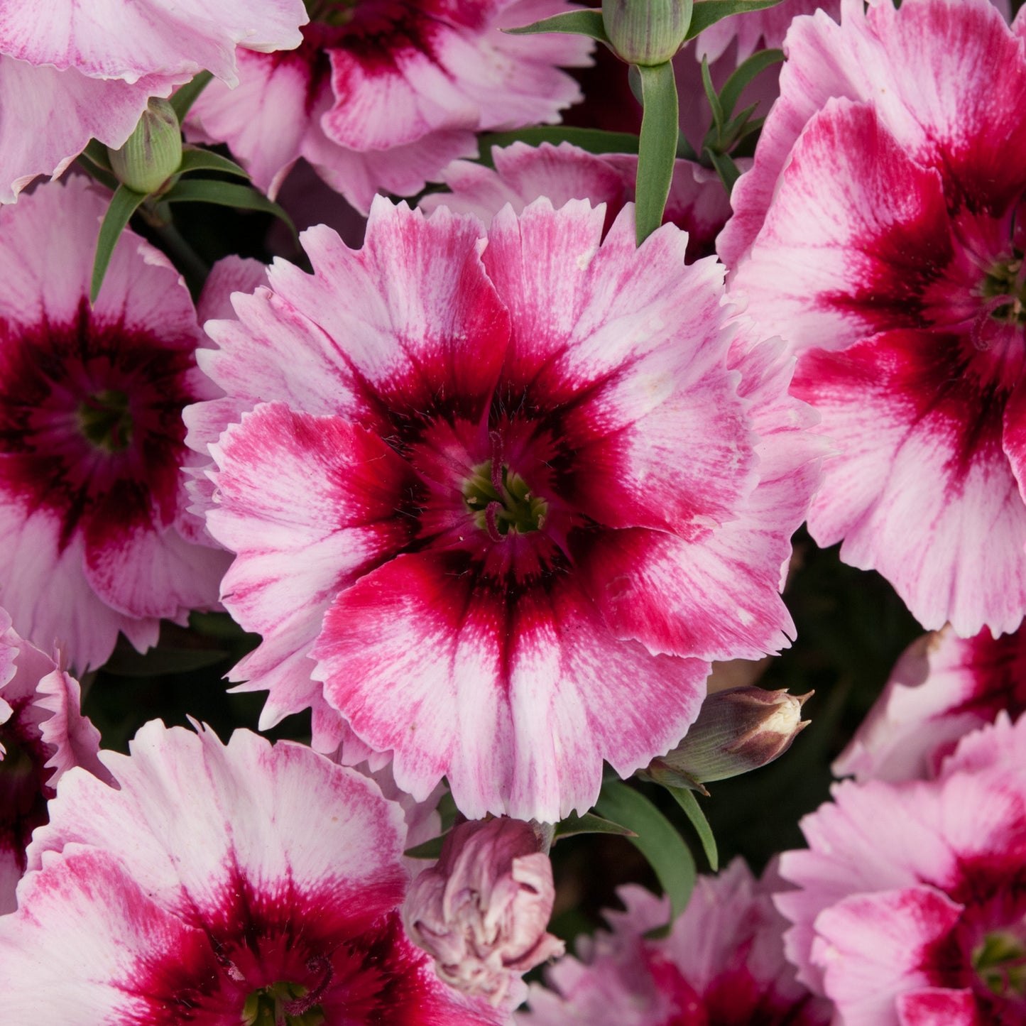 Bedding Plants - Dianthus F1 Corona Raspberry Magic (6 Pack)