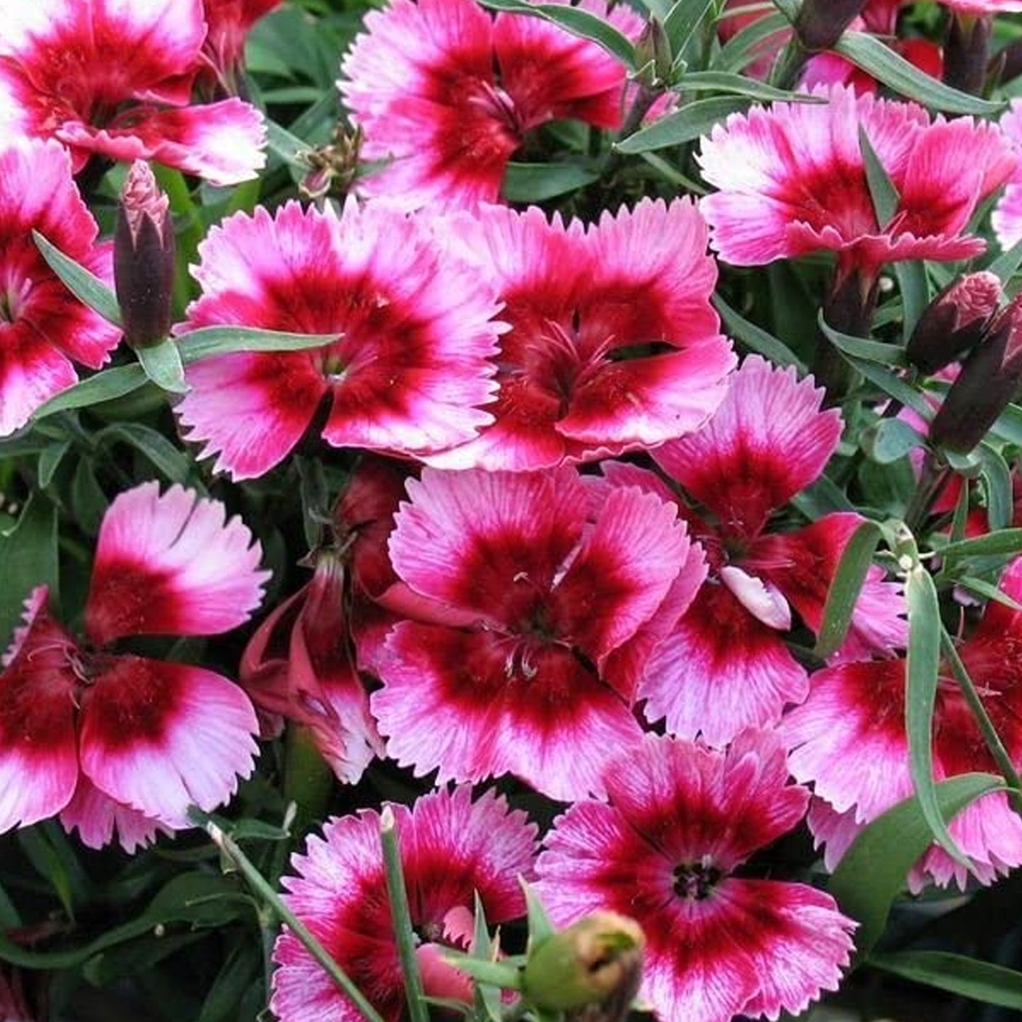 Bedding Plants - Dianthus F1 Corona Raspberry Magic (6 Pack)