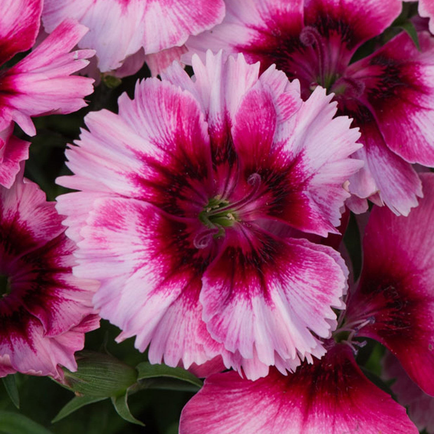 Bedding Plants - Dianthus F1 Corona Raspberry Magic (6 Pack)