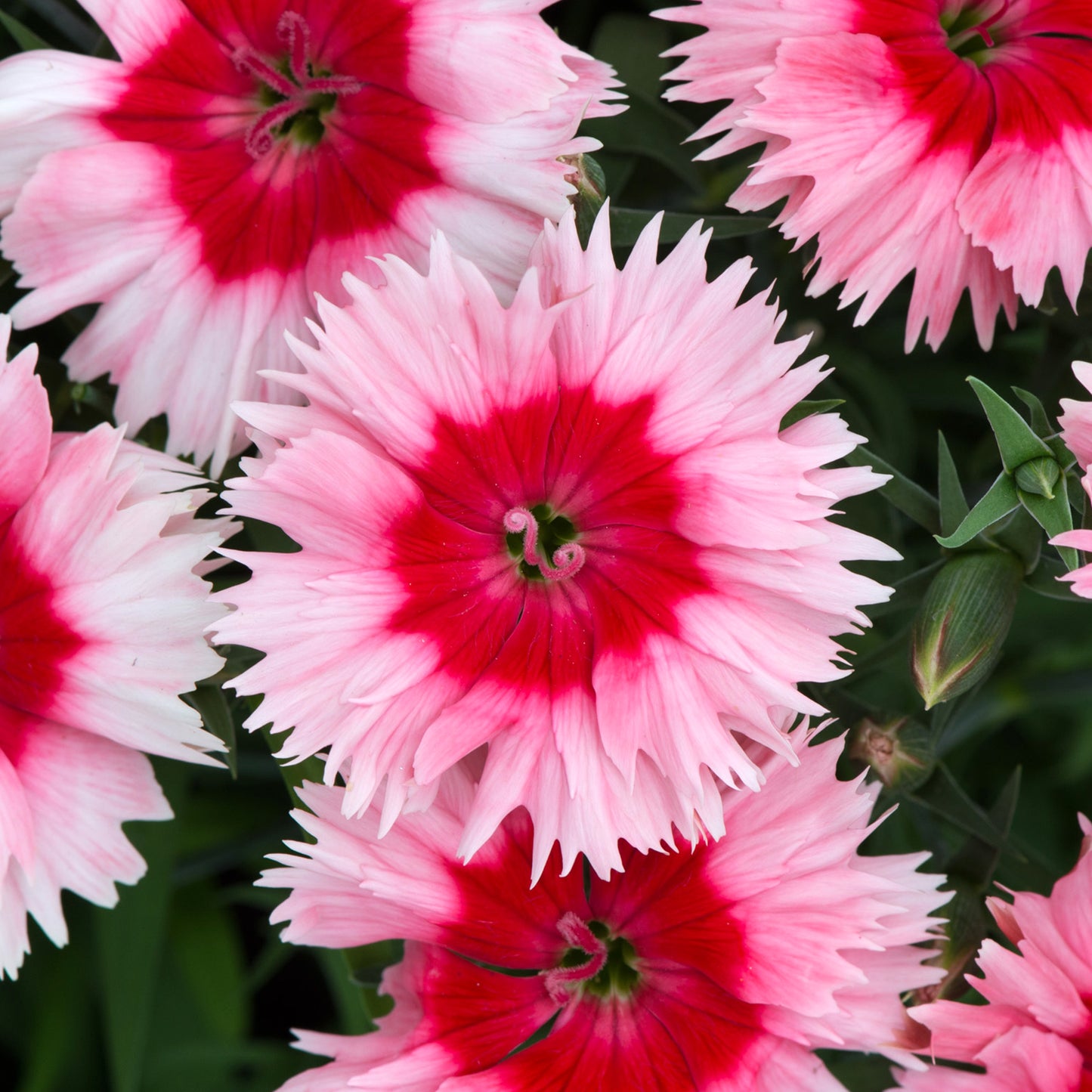 Bedding Plants - Dianthus F1 Corona Strawberry Magic (6 Pack)