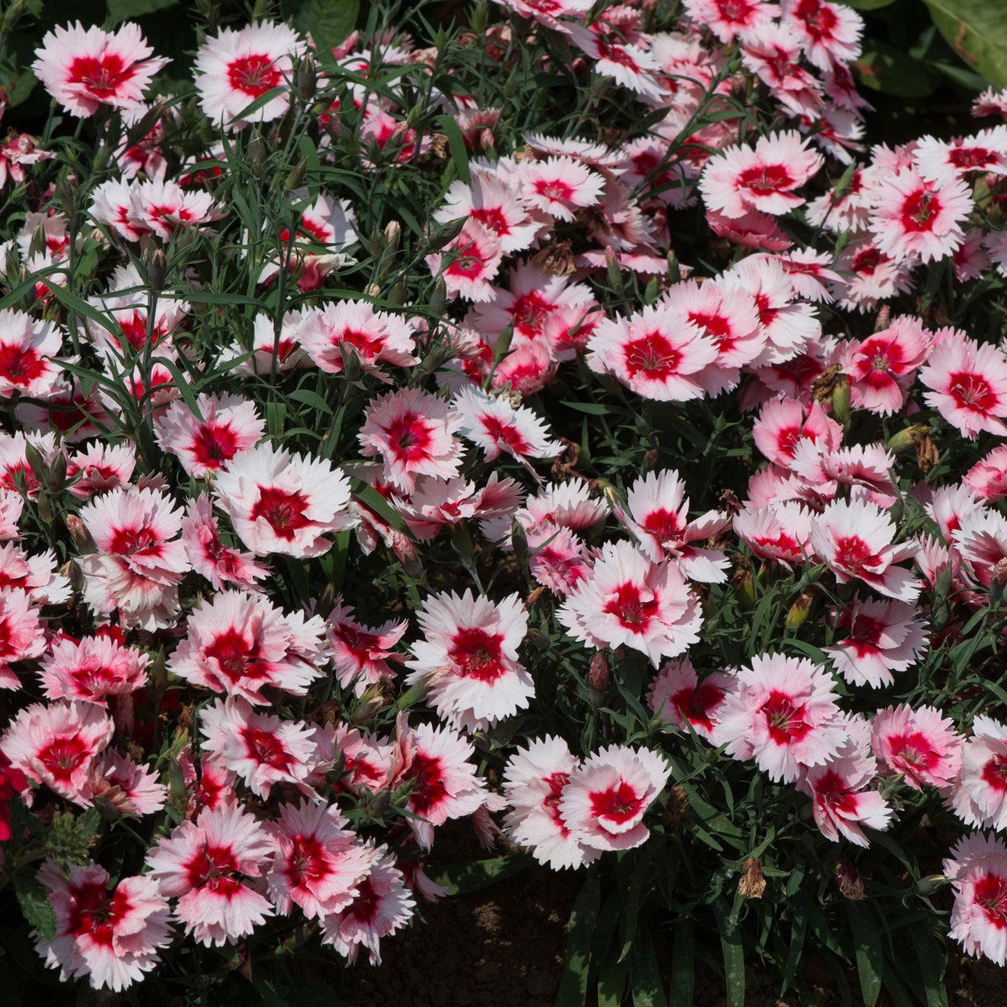 Bedding Plants - Dianthus F1 Corona Strawberry Magic (6 Pack)