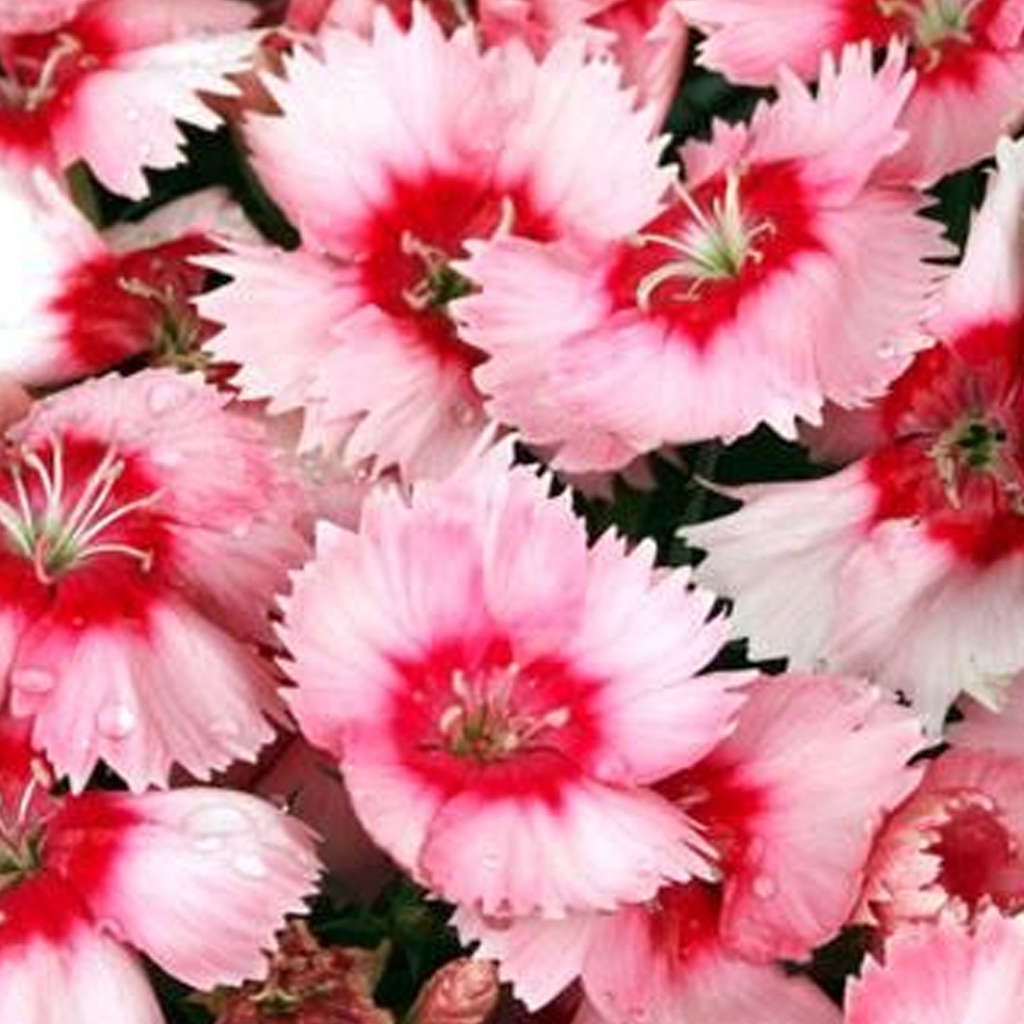 Bedding Plants - Dianthus F1 Corona Strawberry Magic (6 Pack)