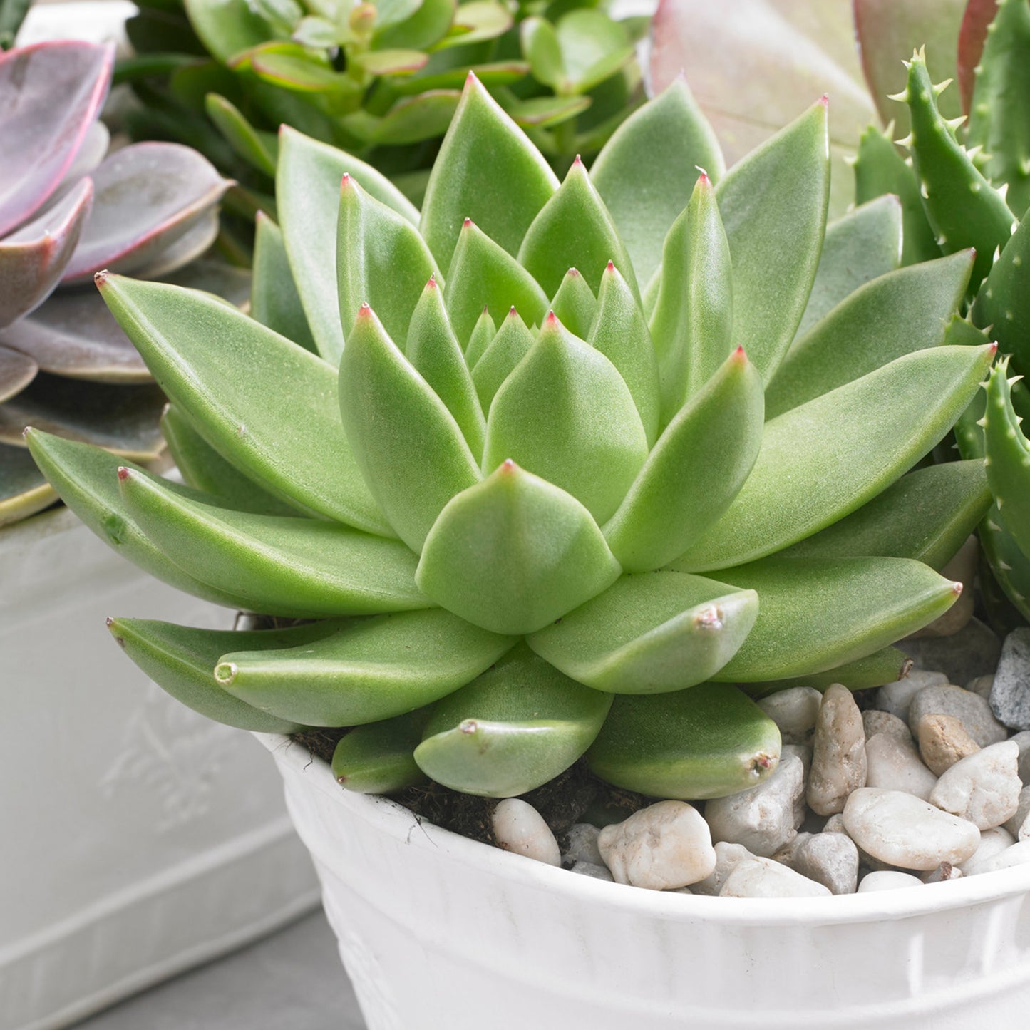 Echeveria Miranda (12cm) V2