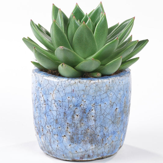 Echeveria Miranda (12cm) V1