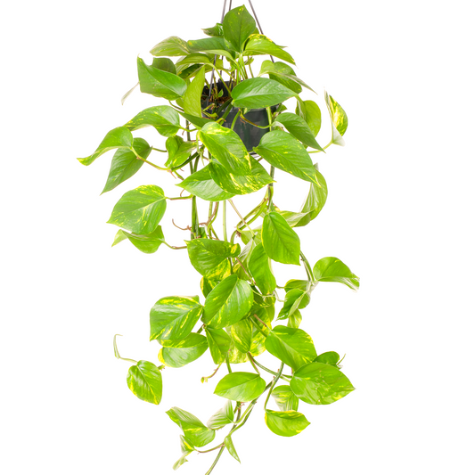 Epipremnum pinnatum Aureum