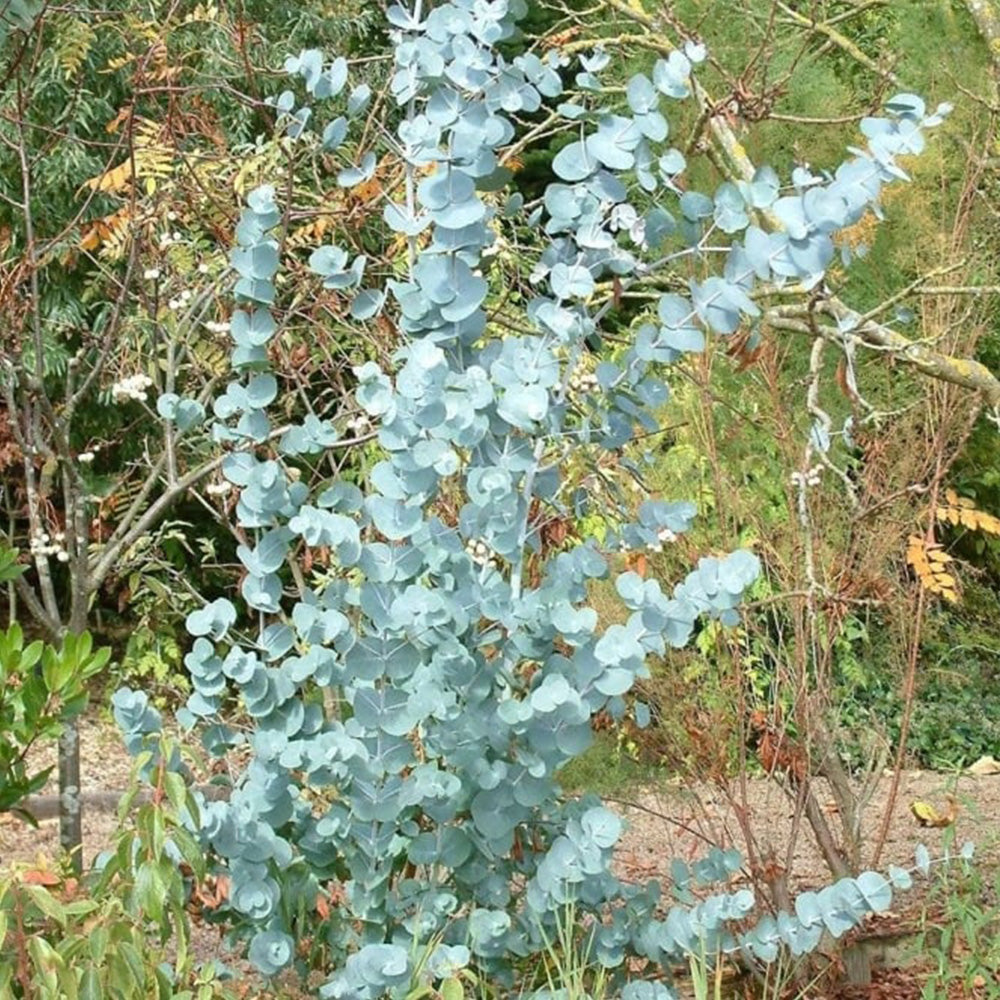 Eucalyptus Gunnii Tree (12L, 5-6ft)