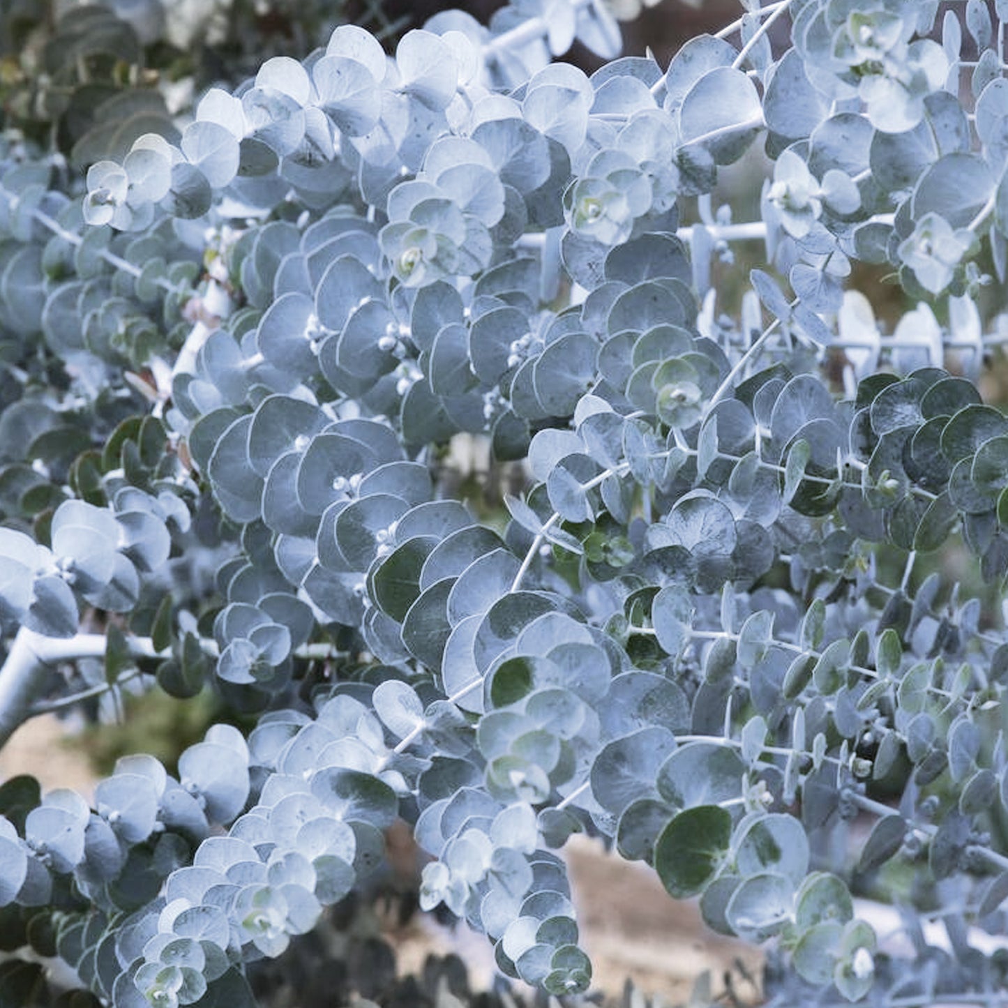 Eucalyptus gunnii 'Silverana' Tree