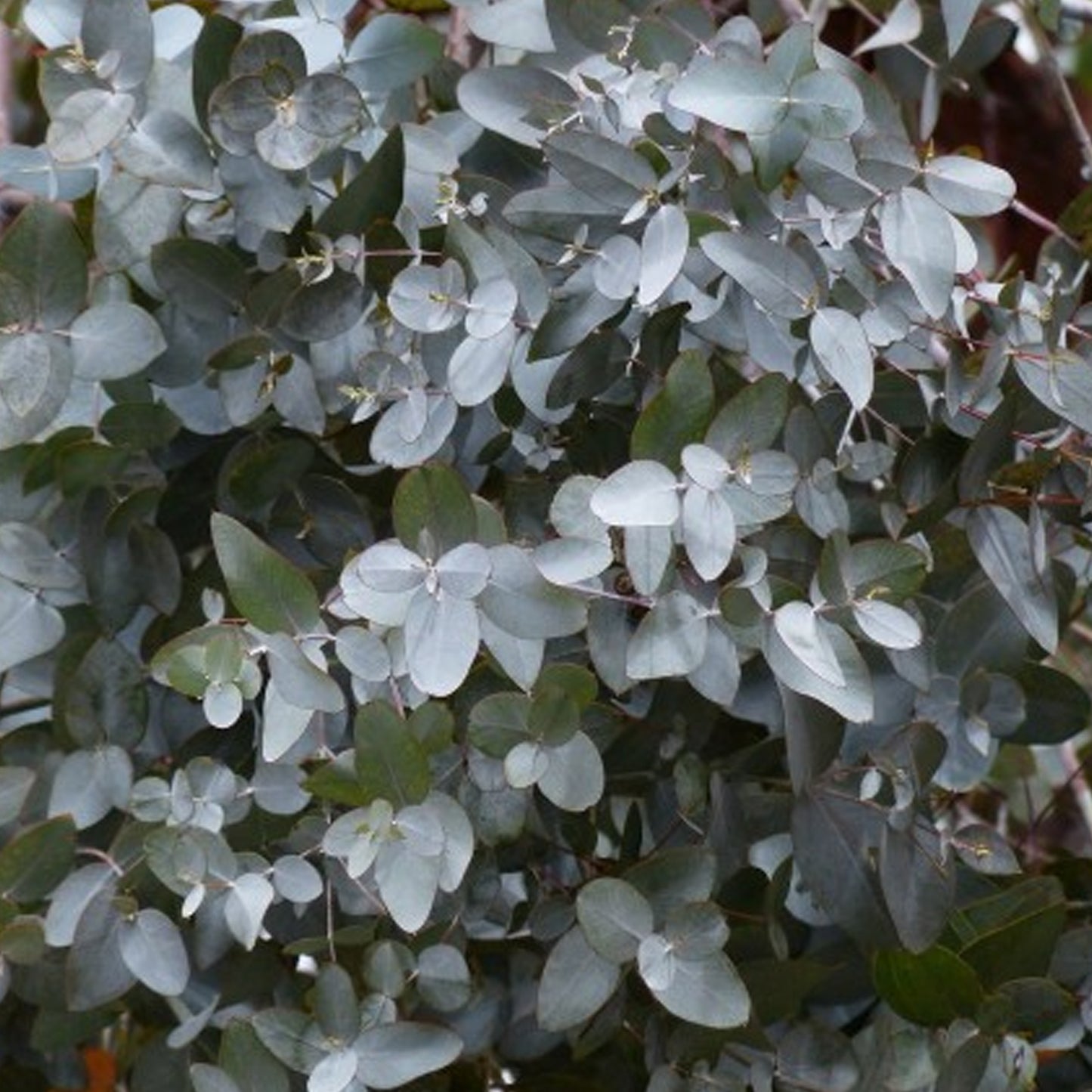 Eucalyptus gunnii 'Silverana' Tree