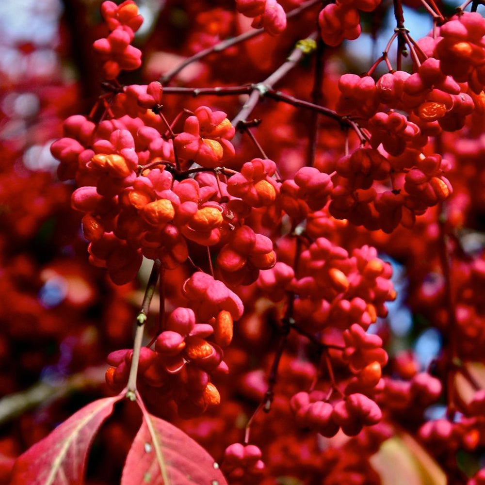 Euonymus Red Cascade Tree (12L, 5-6ft)