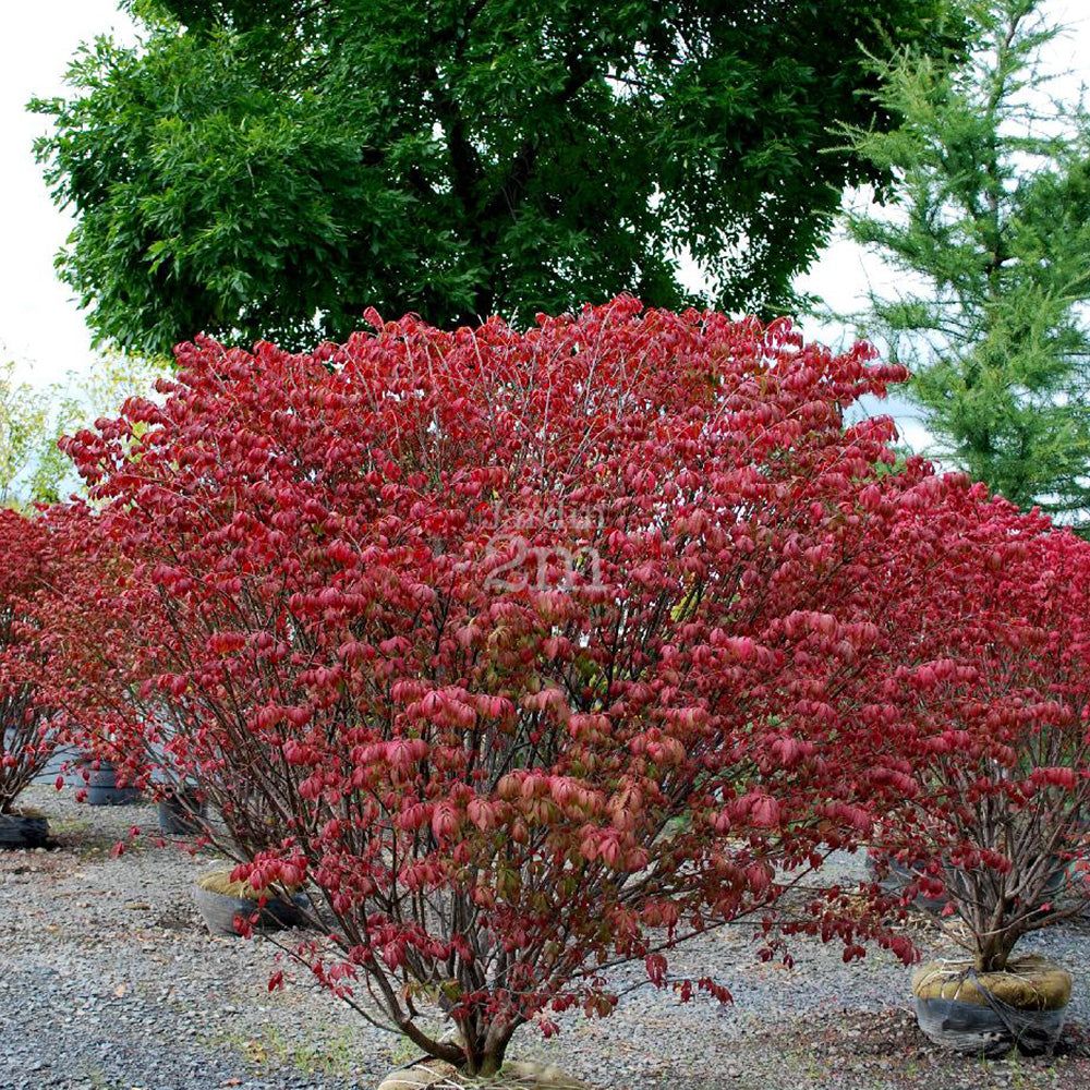 Euonymus Red Cascade Tree (12L, 5-6ft)