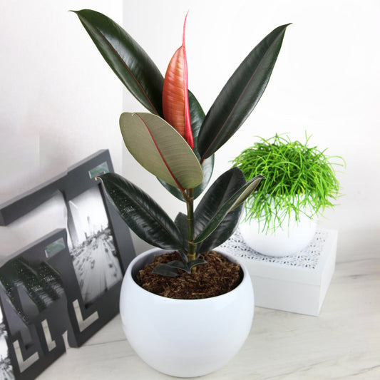 Ficus Abidjan (12cm) V1