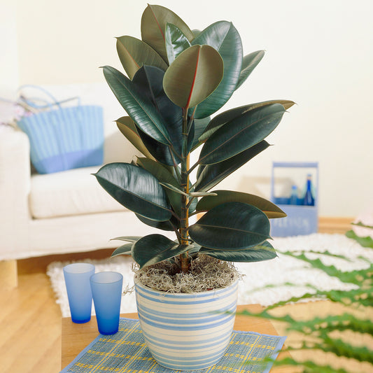 Ficus Abidjan (12cm) V3