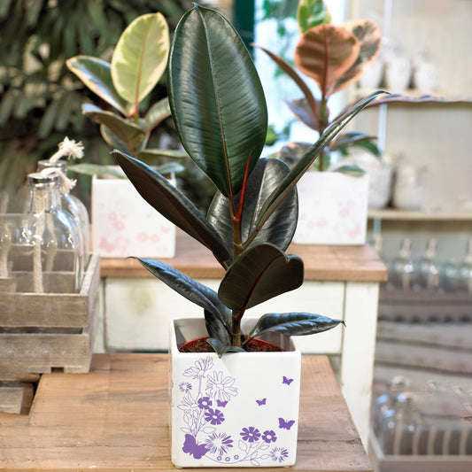 Ficus Abidjan (12cm) V4