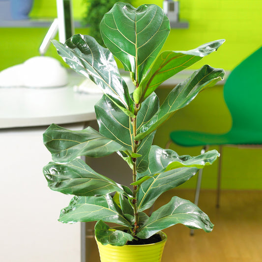 Ficus Bambino (12cm) V2